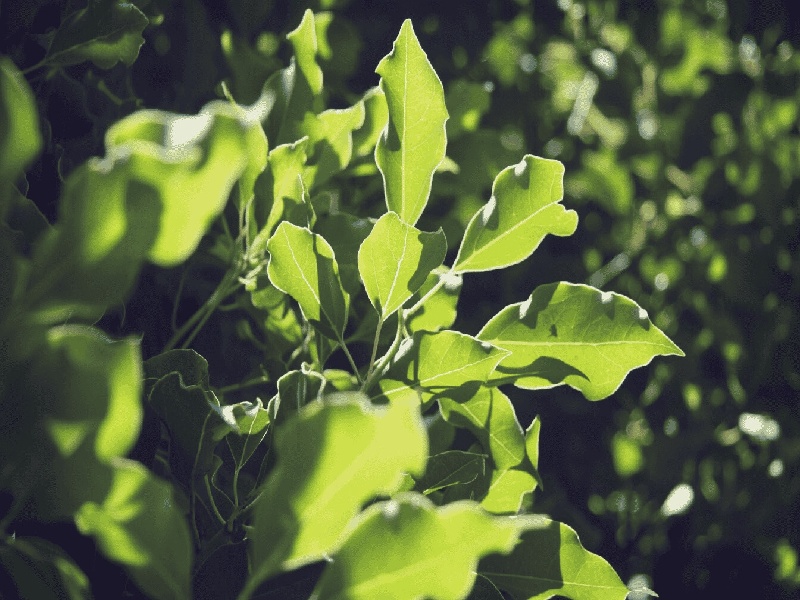 狗狗试管婴儿，省妇幼试管周期